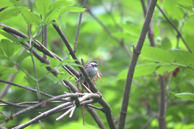 Chestnut-backed Chickadee