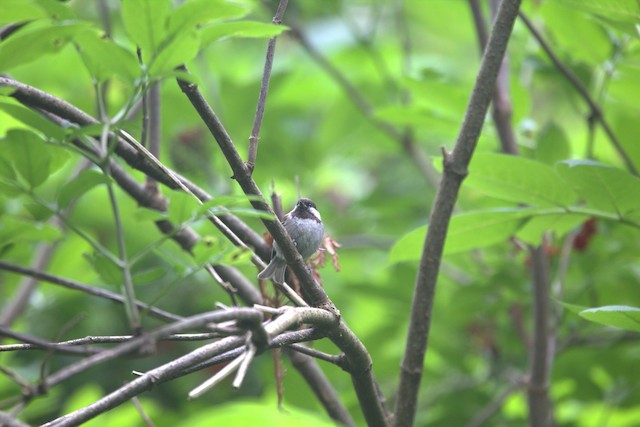 Chestnut-backed Chickadee