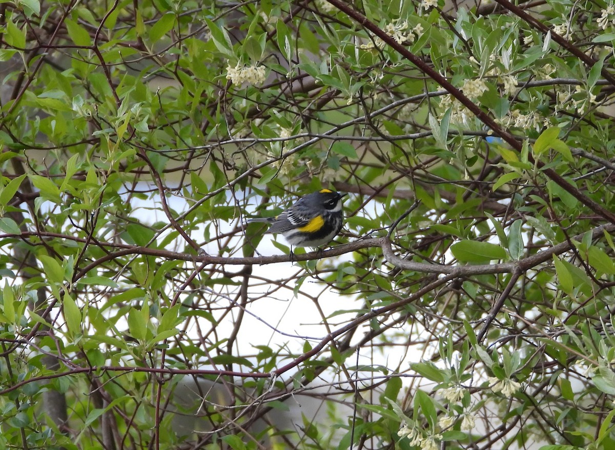 myrteparula - ML657229553