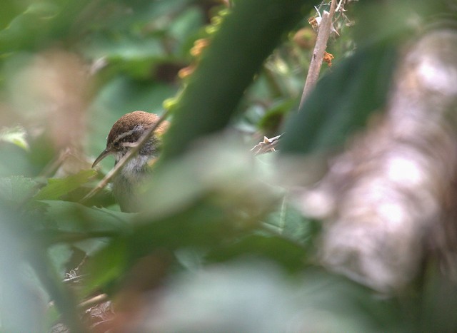 Bewick's Wren