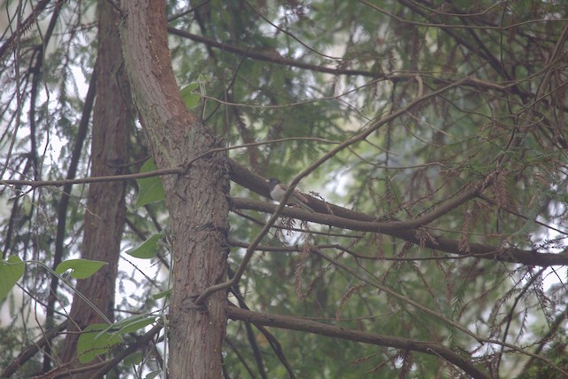 Dark-eyed Junco