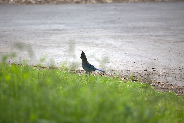 Steller's Jay