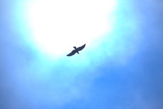 Common Raven