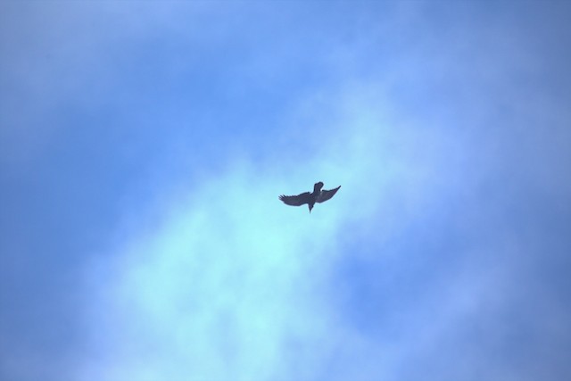 Common Raven