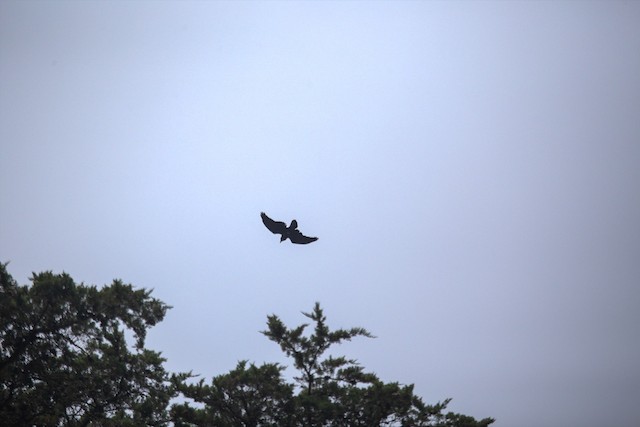 Common Raven