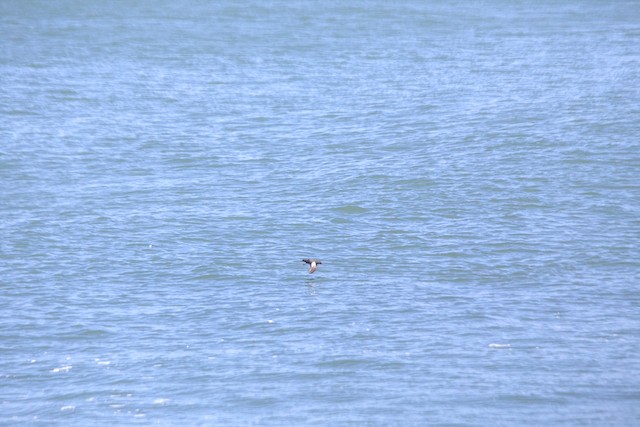 Pigeon Guillemot