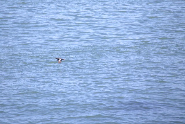 Pigeon Guillemot