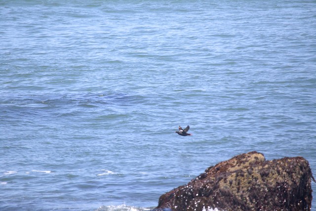Pigeon Guillemot