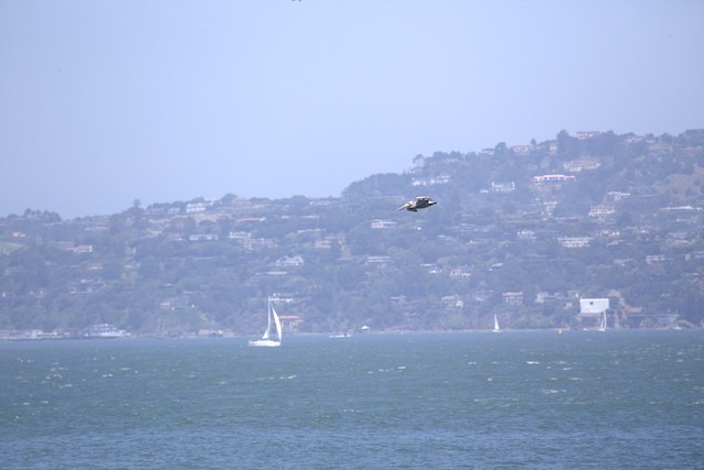 Brown Pelican