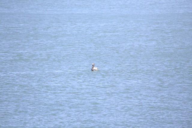 Brown Pelican