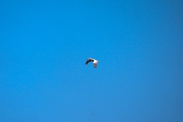 Brown Pelican