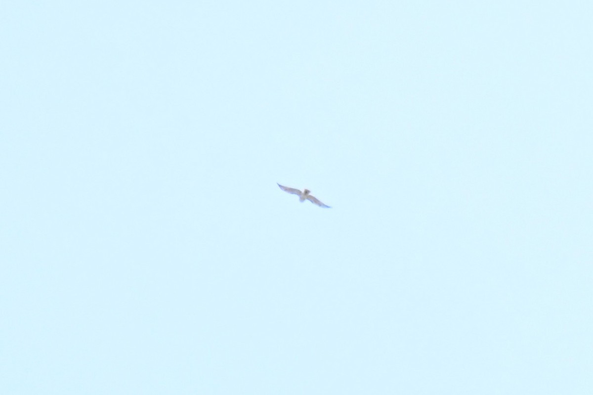 Broad-winged Hawk - ML657231159