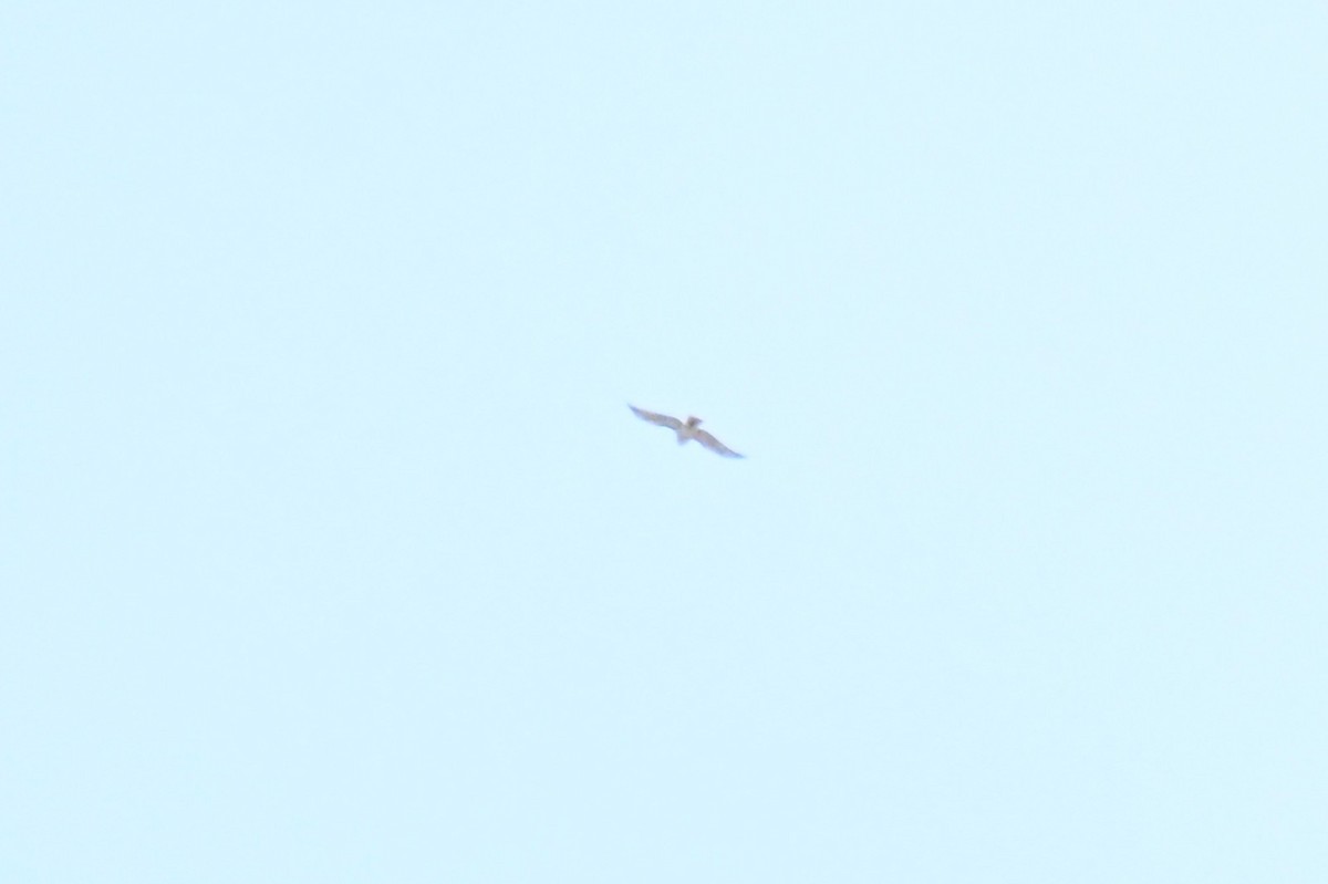 Broad-winged Hawk - ML657231160