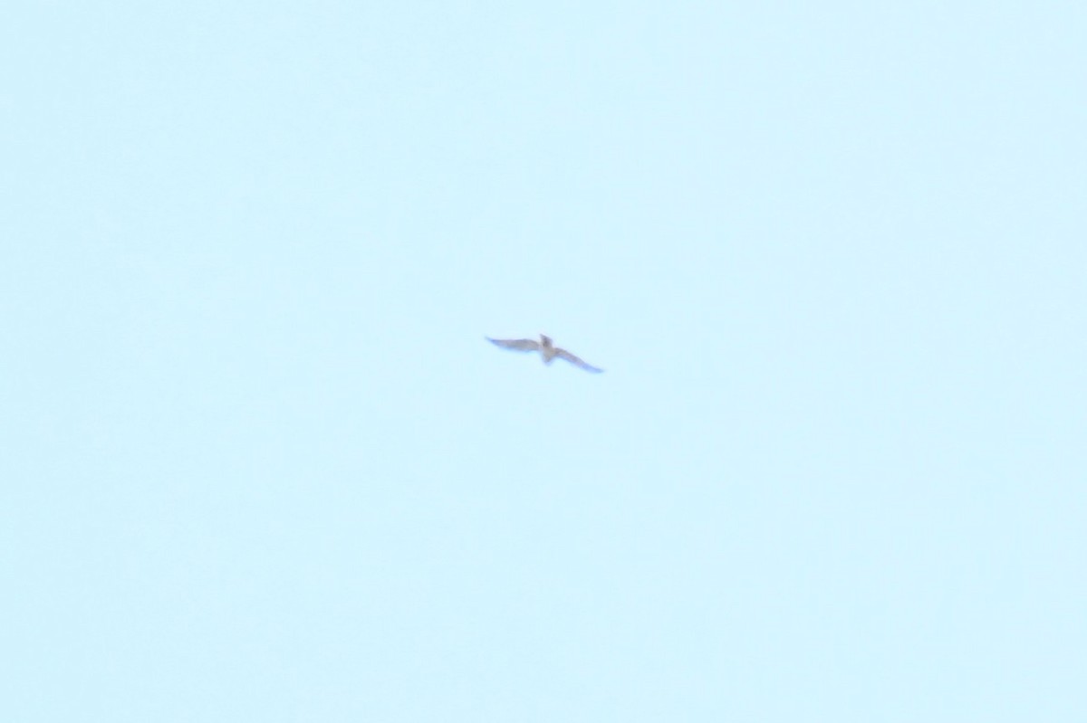 Broad-winged Hawk - ML657231161
