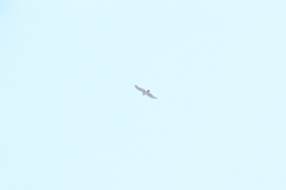 Broad-winged Hawk - ML657231162