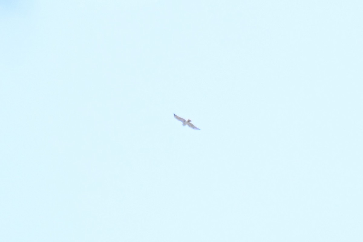 Broad-winged Hawk - ML657231163
