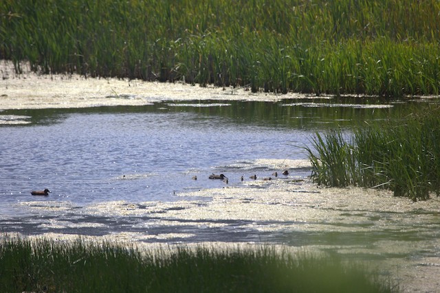 Cinnamon Teal