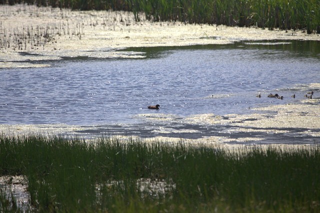 Cinnamon Teal