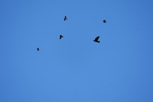 American Crow