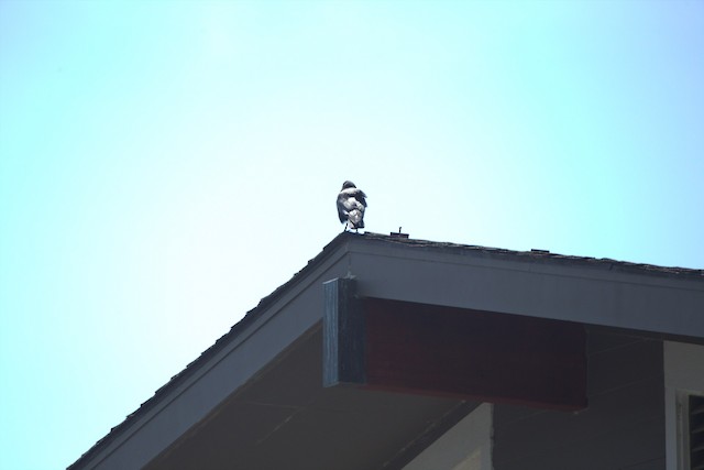 American Crow
