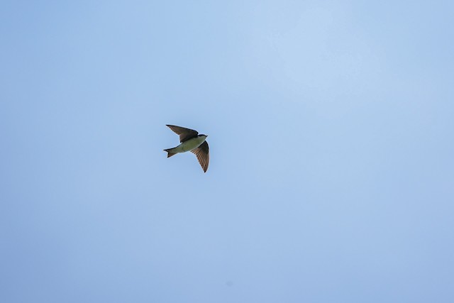 Tree Swallow