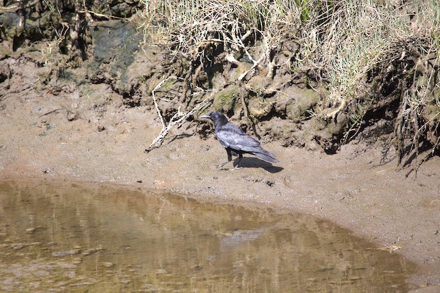 American Crow