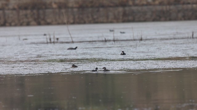 Least Grebe - ML657231739
