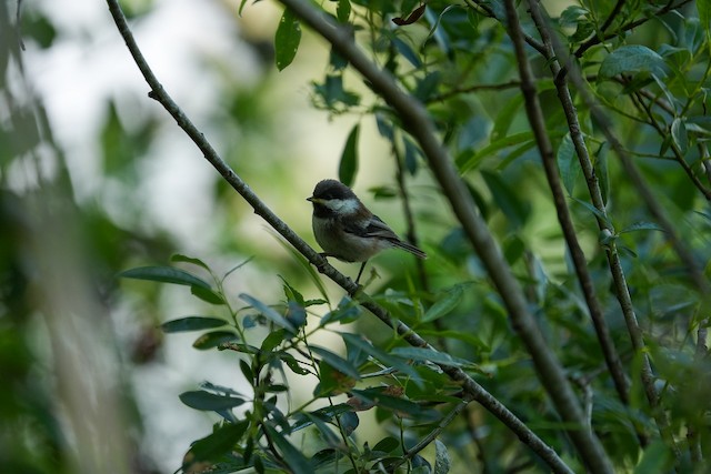 Chestnut-backed Chickadee