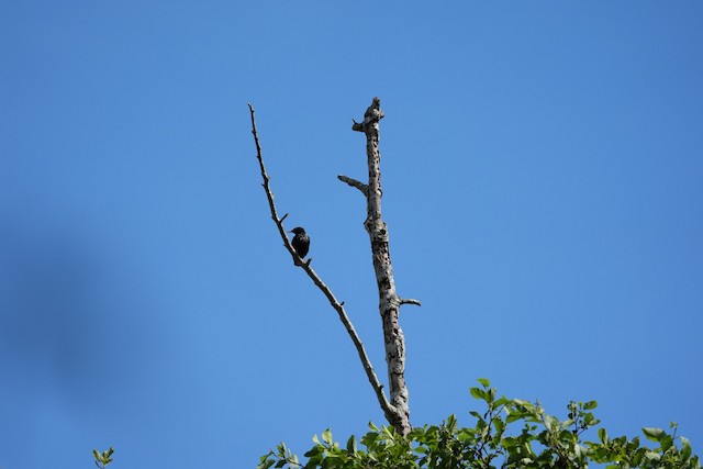 European Starling