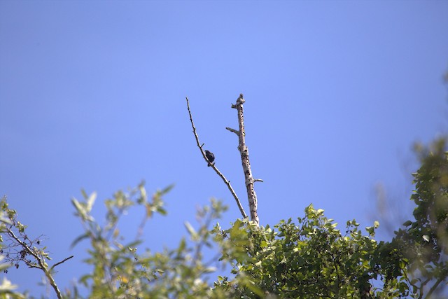 European Starling