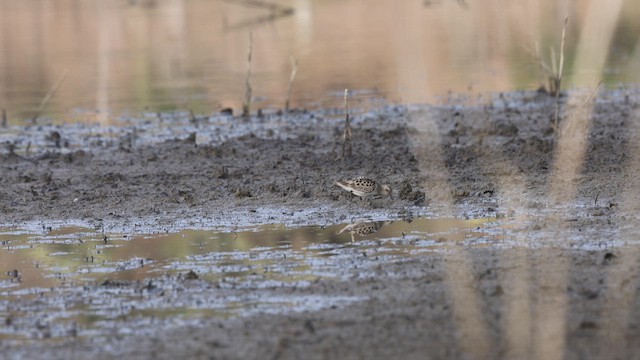 Baird's Sandpiper - ML657232008