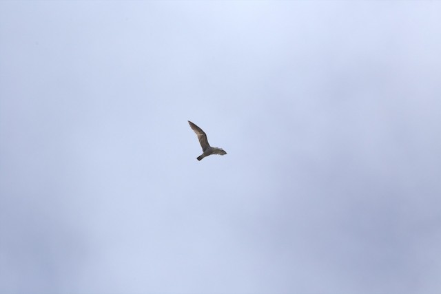 California Gull