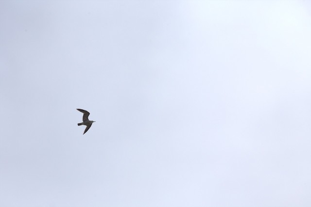California Gull