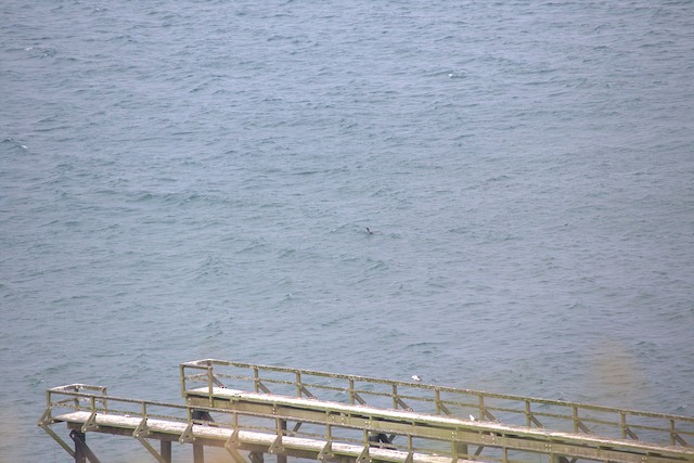 Common Loon