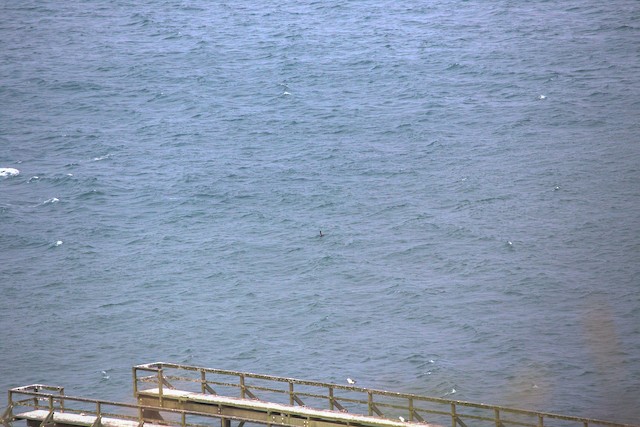 Common Loon