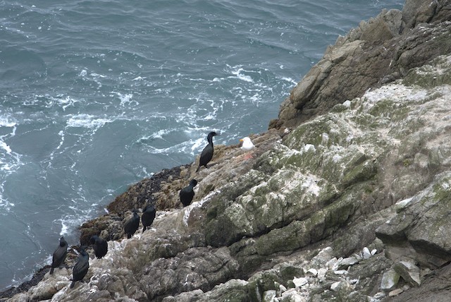 Brandt's Cormorant