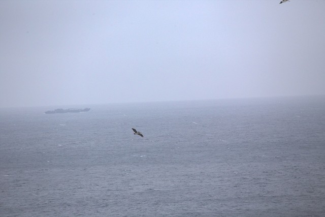 Brown Pelican