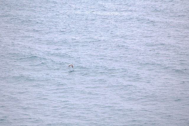 Brown Pelican