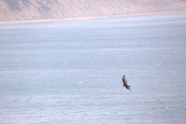 Turkey Vulture