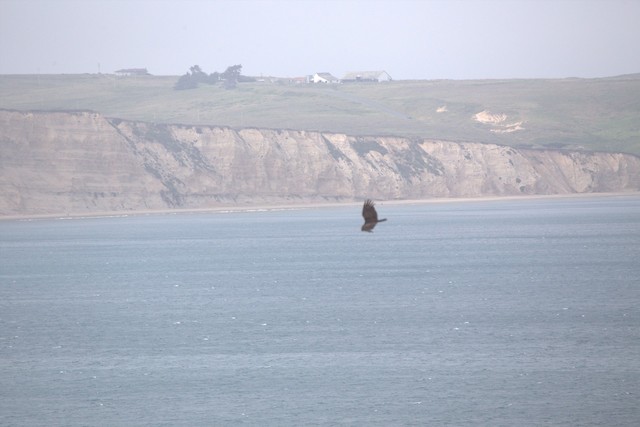 Turkey Vulture