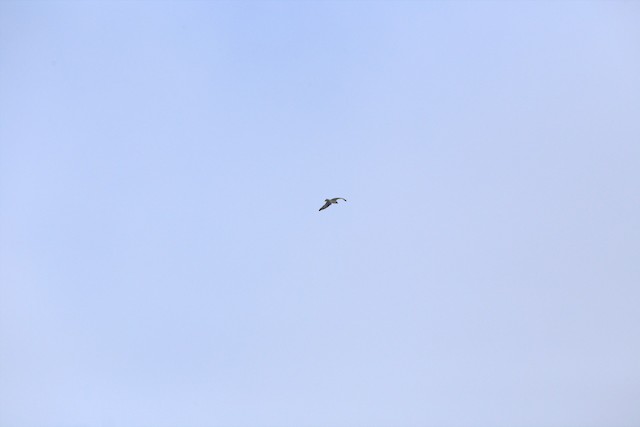 Osprey