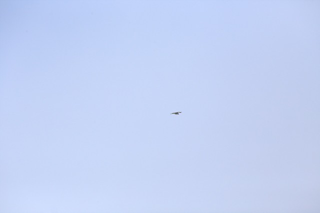 Osprey