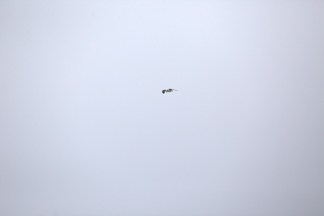 Osprey