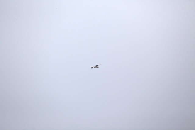Osprey
