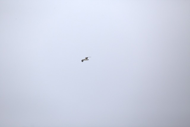 Osprey
