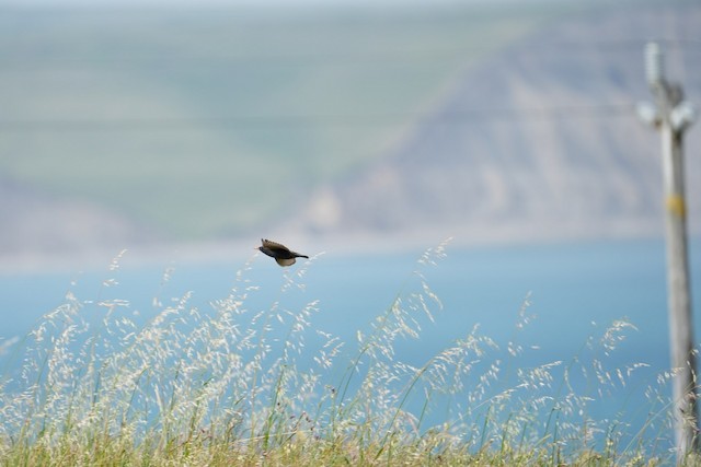 European Starling