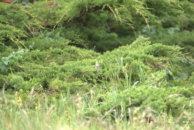 American Goldfinch