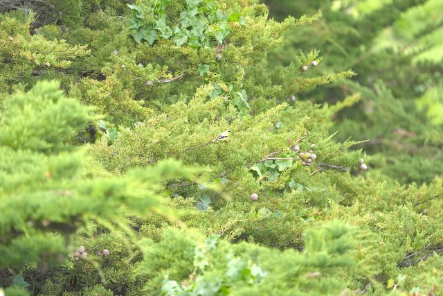 American Goldfinch