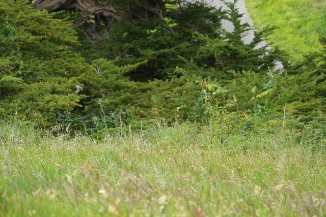 American Goldfinch