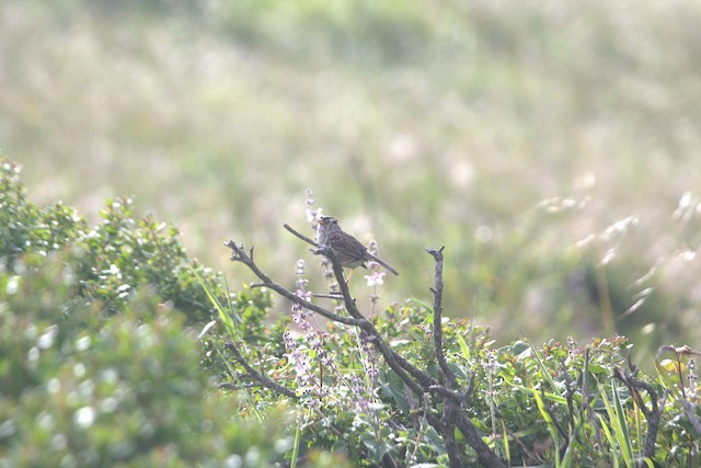 White-crowned Sparrow